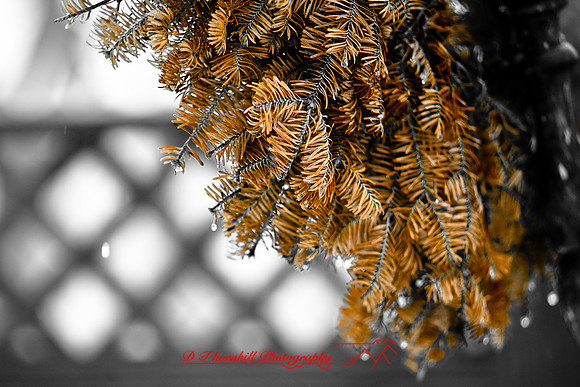 assorted_images-2008_44.jpg