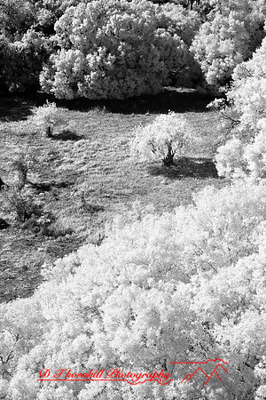 florida-2008-nature-infrared_53.jpg