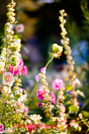 flowers-2008_27.jpg