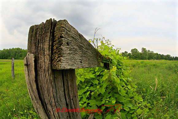bird-farm_june-2006_55