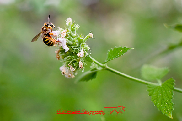 flowers-2008_17.jpg
