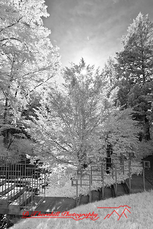 dow-gardens-infrared-2011-17