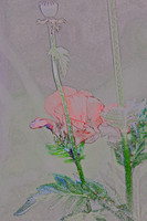 assorted-images-2006_002
