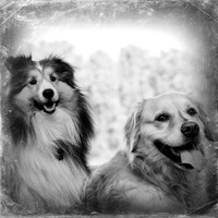 bird-puppys-and-people-2013-12-nas