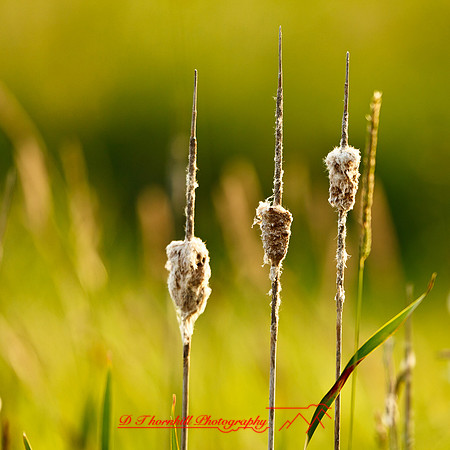 shaiawasses-may-2013-17