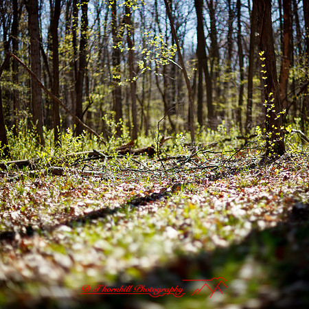 shaiawasses-april-2013-18