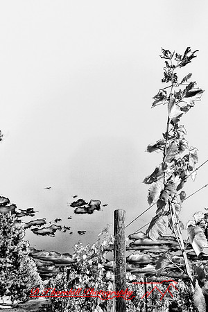 infrared-galesburg_il-2011-48-nas