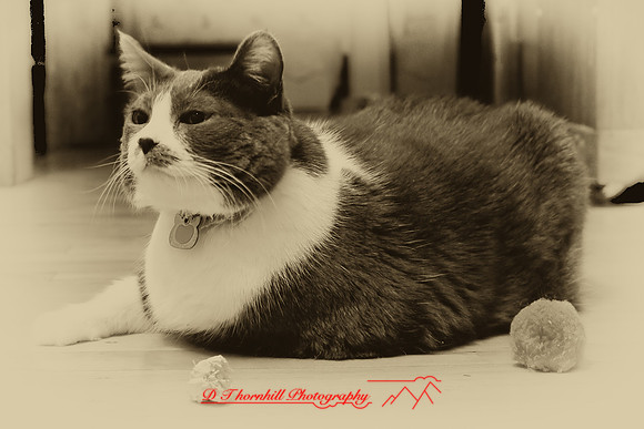 bastet_064-nik