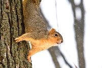 assorted_images-2009_005.jpg
