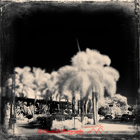 florida-nov-2014-infrared-019-nas