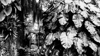 florida-march-2016-iphone-selby-gardens-014