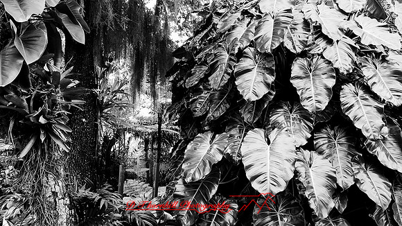 florida-march-2016-iphone-selby-gardens-014