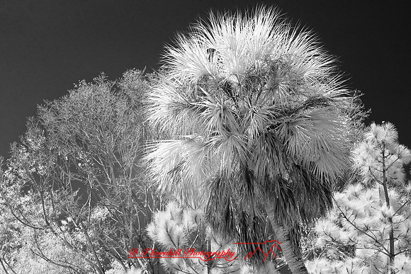 florida-2008-nature-infrared_58.jpg