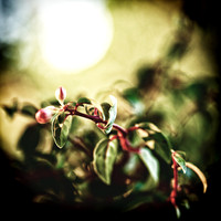 Random Images