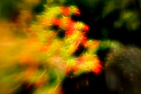 florida-2010-flowers_10