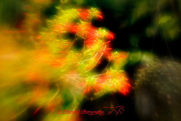 florida-2010-flowers_10