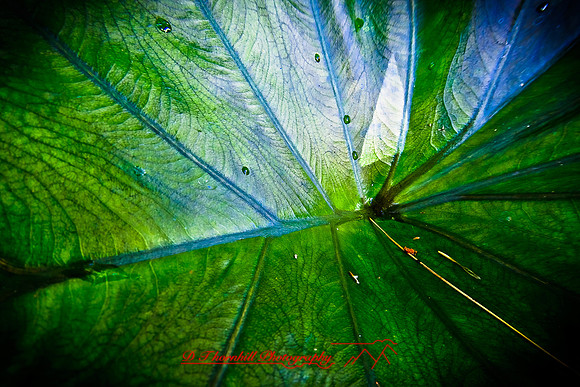 dow-gardens-2010_03