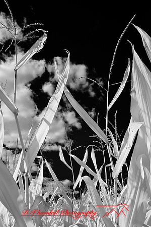 infrared-galesburg_il-2011-47