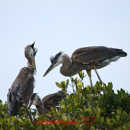 florida-2013-images-103
