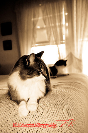 l-m_cats_032.jpg