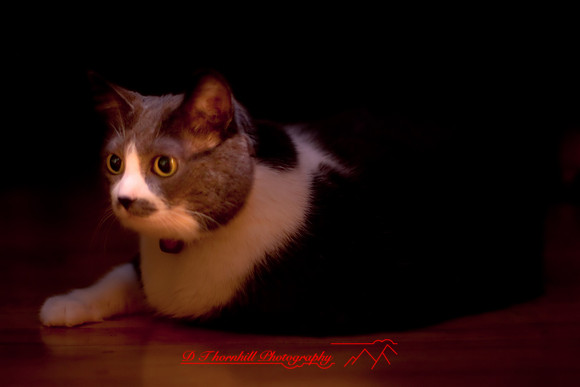 bastet_065