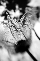 dow-gardens-infrared-2011-03