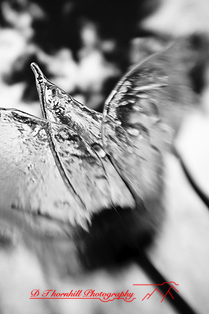 dow-gardens-infrared-2011-03