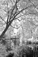 dow-gardens-infrared-2011-04