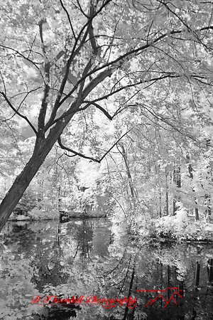 dow-gardens-infrared-2011-04