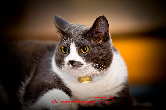 bastet_058