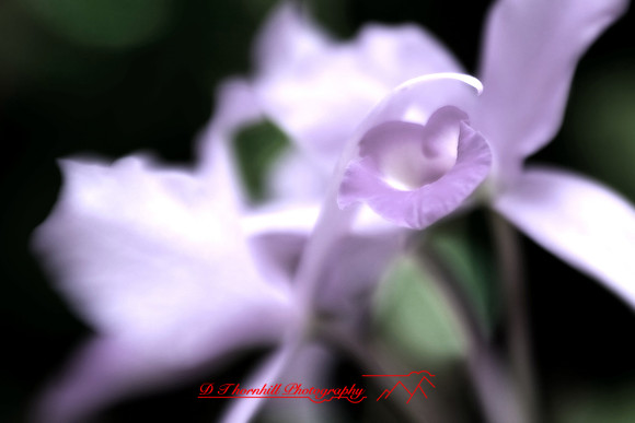 florida-2009-flowers_02-nik.jpg