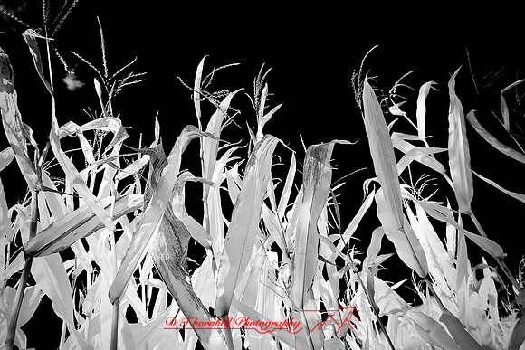 infrared-galesburg_il-2011-43-nas