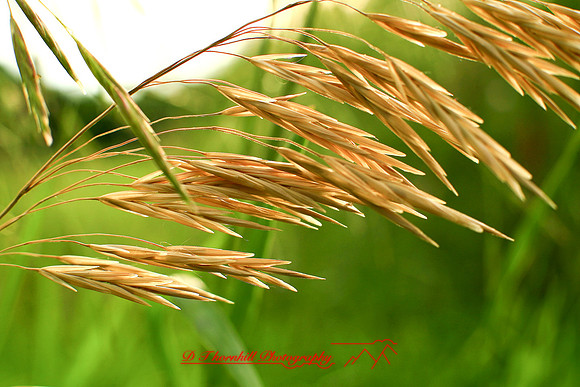 shiawasse-june-2006_016