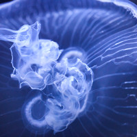 florida-nov-2014-sealife-017