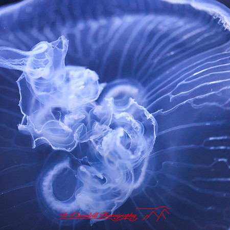 florida-nov-2014-sealife-017