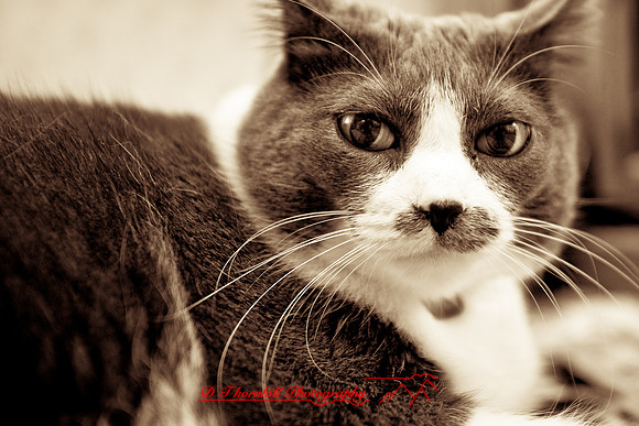 bastet_060