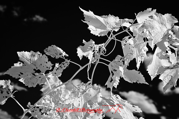 infrared-galesburg_il-2011-39