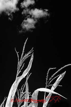 infrared-galesburg_il-2011-41