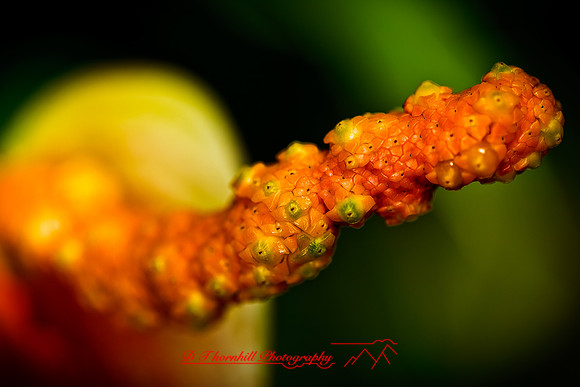 florida-flowers-2011-18