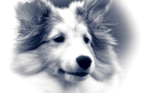 willy-2011-10-nas