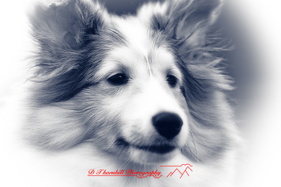 willy-2011-10-nas
