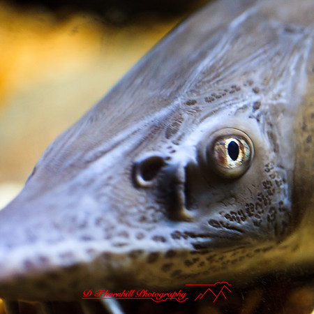 florida-nov-2014-sealife-001