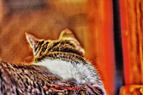 bastet-2011-06-nik_HDR