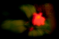 florida-2010-flowers_02