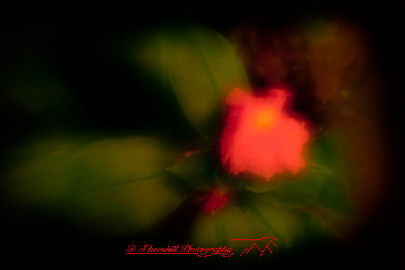 florida-2010-flowers_02