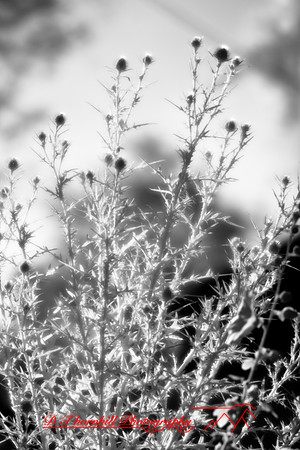 infrared-2008_035