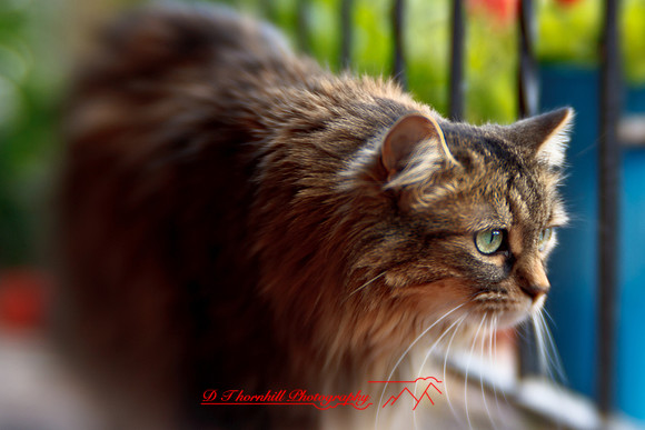 l-m_cats-2011-07