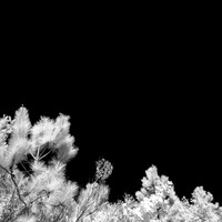 florida-2014-infrared-009