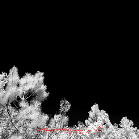 florida-2014-infrared-009