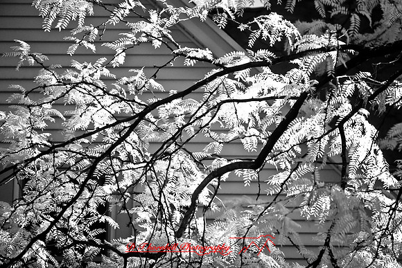 infrared-2008_015